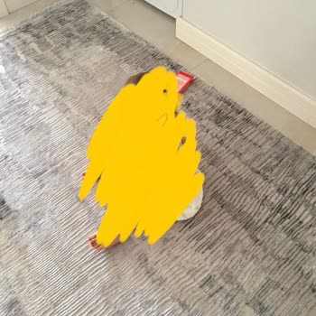 Geyşa Halı Yıkama Yıkamada Mahvolan Halı