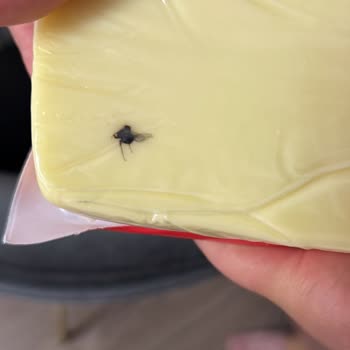 Eker Böcekli Eker Kaşar