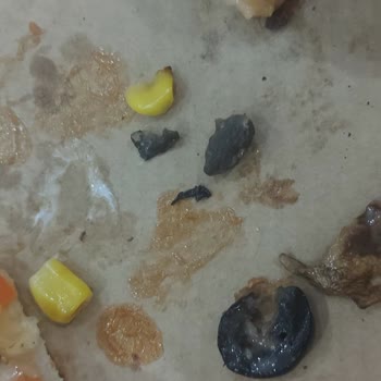 Sbarro Pizzadan Zeytin Çekirdeği Çıktı