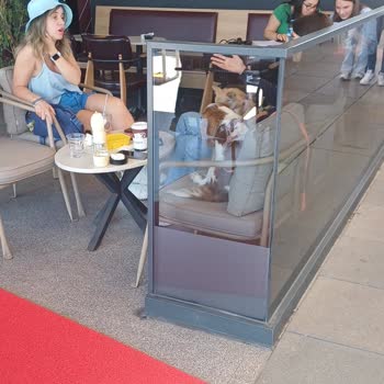 Greenwich Coffee Hayvan Ayrımı YAPMAYIN&HİJYEN