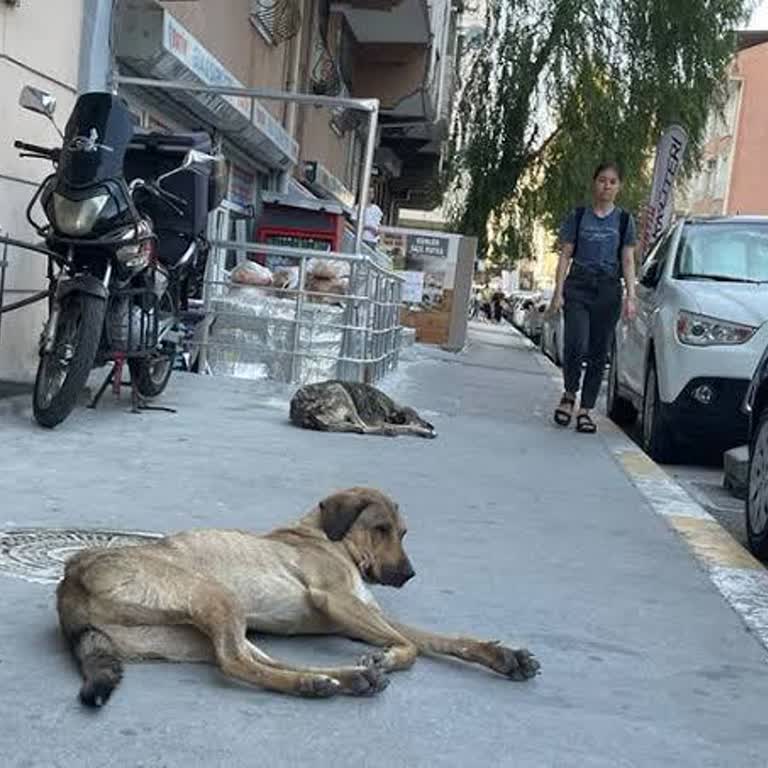 Esenyurt Belediyesi Esenyurt Kıraçta Köpek Sorunu