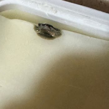 Teksüt Yarım Yağlı Peynir Küflü