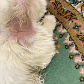 Metapet Kedi Köpük Şampuanı