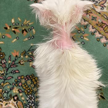 Metapet Kedi Köpük Şampuanı