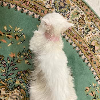 Metapet Kedi Köpük Şampuanı