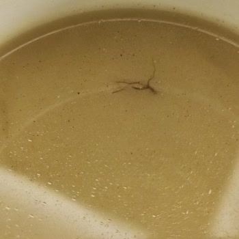 Knorr Hızlı Çorbadan Kıl Ya Da Sinir Benzeri Pislik Çıktı
