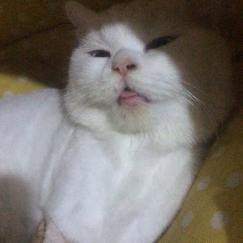 İstanbul Üniversitesi Veterinerlik Fakültesi Şikayetçiyim