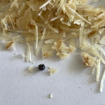 Haşiroğlu Tarhana İçerisinde Fare Dışkısı