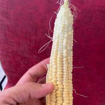 Migros Her Seferinde Hayal Kırıklığı