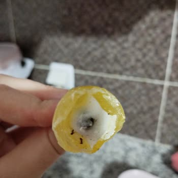 Rocco Lollipop Da Karınca Çıktı!