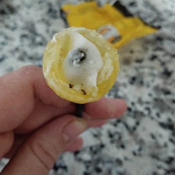 Rocco Lollipop Da Karınca Çıktı!