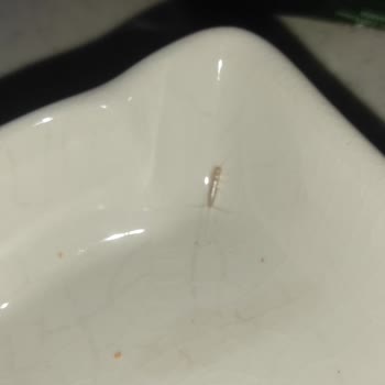 Eti Crax İçinden Böcek Çıktı, Şok Olduk!