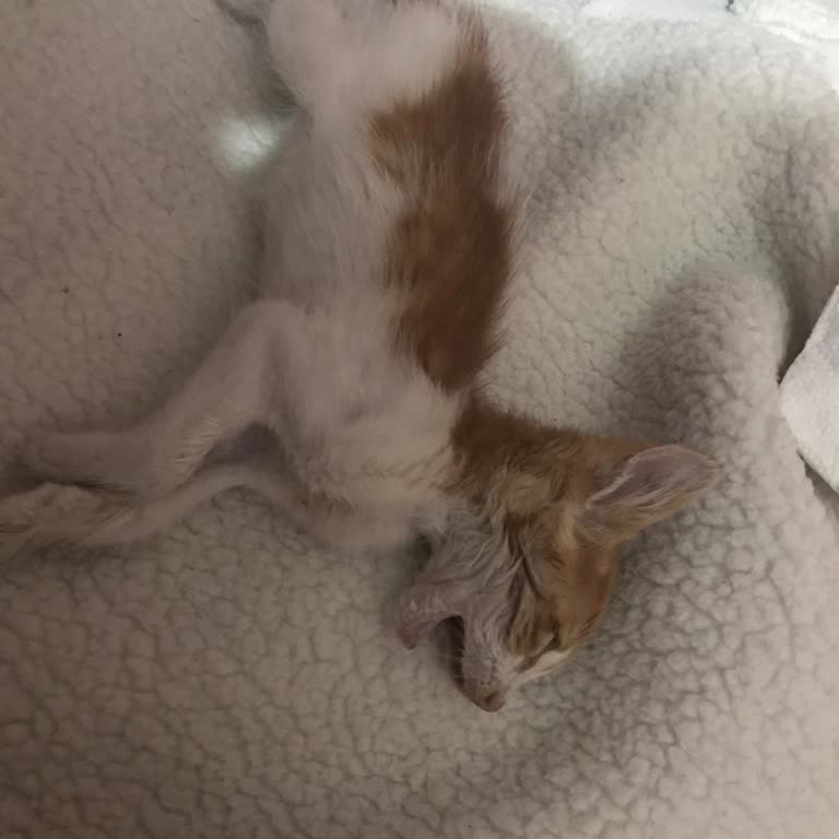 Bahçelievler Belediyesi 1 Aylık Bile Olmayan Yavru Kedime 2 İğne Yapıp Öldürdüler.