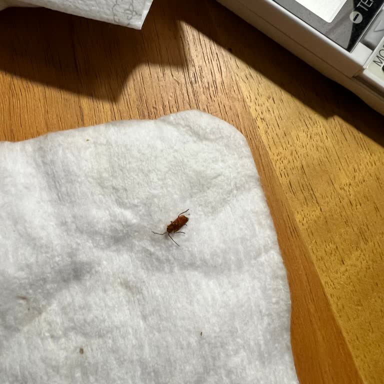 Sleepy Korkunç Bir Daha Almam