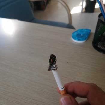 Philip Morris Tütün Yerine Odun