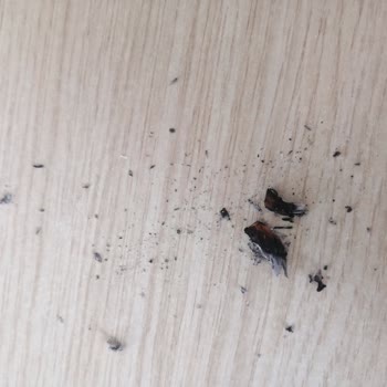 Philip Morris Tütün Yerine Odun