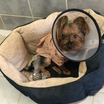 Pinkdog Memnuniyetsizliği