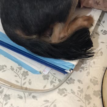 Pinkdog Memnuniyetsizliği