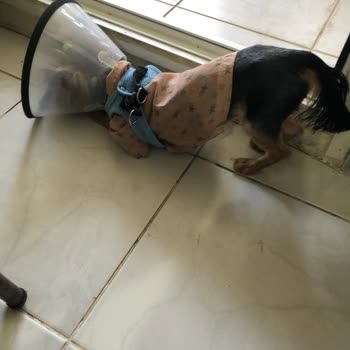 Pinkdog Memnuniyetsizliği