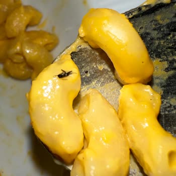 Knorr Çabuk Makarna Böcek Çıktı.