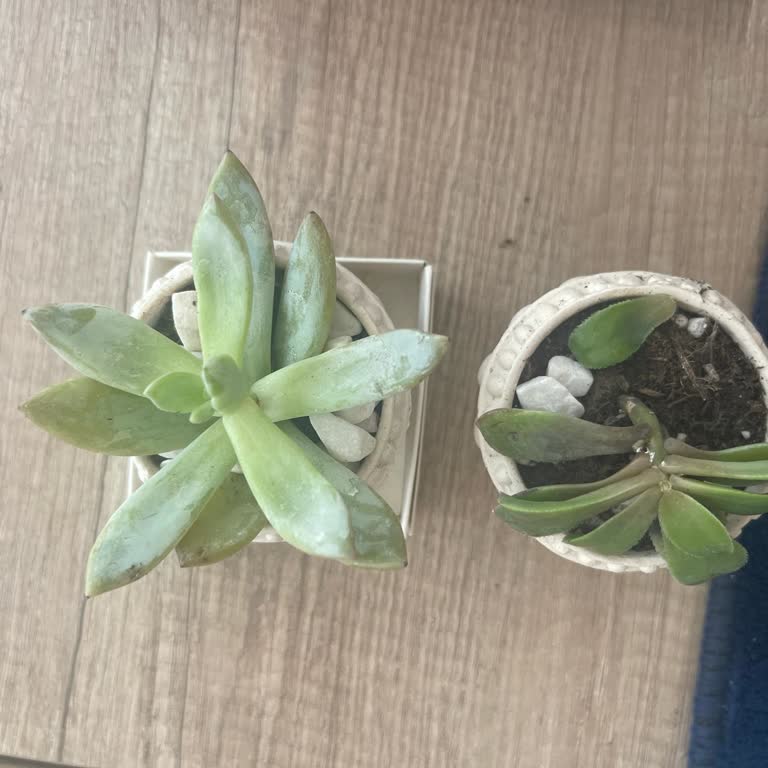 Cb Design & Flowers Özensiz Hizmet, Talebi Dikkate Almayan İşletme, Tek Amacı Ticari Hedef!