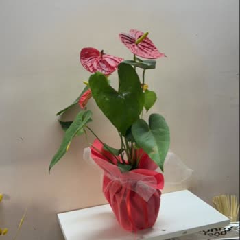 Çiçek Sepeti Pişmanlıktır