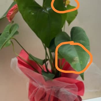 Çiçek Sepeti Pişmanlıktır