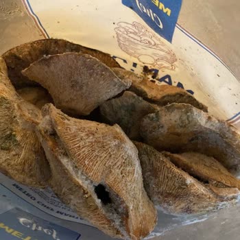 Metro Market Donmuş Kumlu Mantar