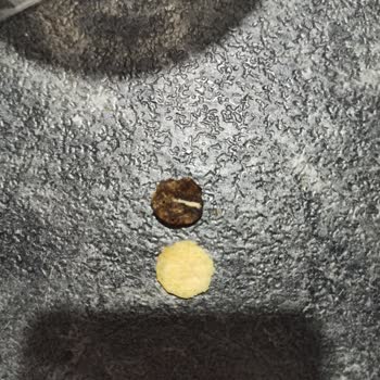 Tarım Kredi Kooperatif Market Tarım Kredi Mısır Gevreğinin İçinden Çıkan Kahverengi Şey