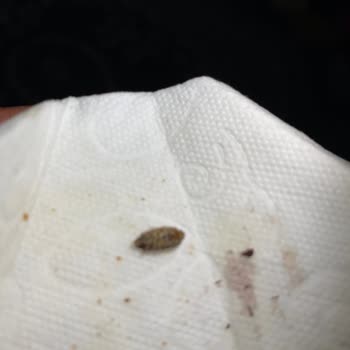 A101 Köfteden Çıkan Böcek