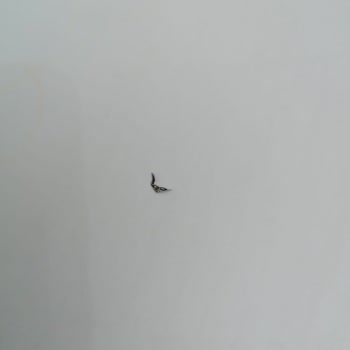 BİM Osmanoğlu Kazandibi İçinden Metal Parça Çıktı!