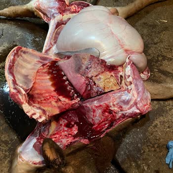 TARSİM Merada Otlama Sonucu Zarar Gören Hayvanımı Sigorta Karşılamadı