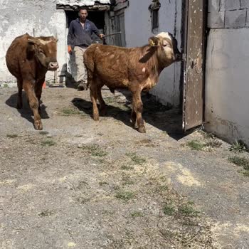 TARSİM Merada Otlama Sonucu Zarar Gören Hayvanımı Sigorta Karşılamadı
