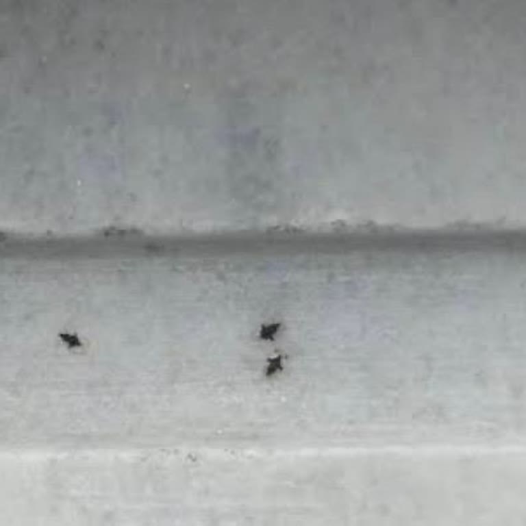 Gebze Belediyesi Gebze Kocaeli Böcek