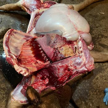 TARSİM'in Eksikliği: Merada Rahatsızlanan Hayvanım İçin Çözüm Bekliyorum