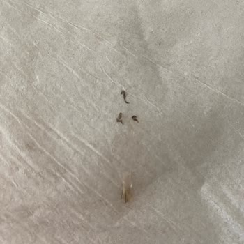 Begüm Kaynar Beauty Güzellik Merkezi Hatası!