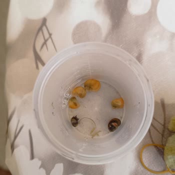 Canlıpetshop Mağduriyet Ve Ölü Canlılar