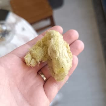 Canlıpetshop Mağduriyet Ve Ölü Canlılar