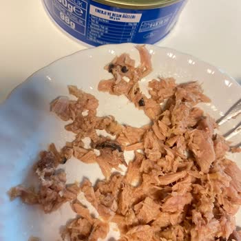 Dardanel Ton Balığı İçindeki Yabancı Madde