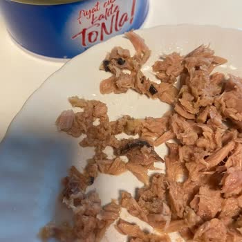 Dardanel Ton Balığı İçindeki Yabancı Madde