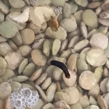 Anadolu Mutfağı Mercimekten Kurt Çıktı