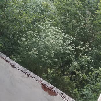 Sivas Belediyesi Yılan Ve Farelerden Kurtulmak İstiyorum