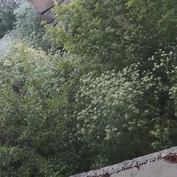 Sivas Belediyesi Yılan Ve Farelerden Kurtulmak İstiyorum