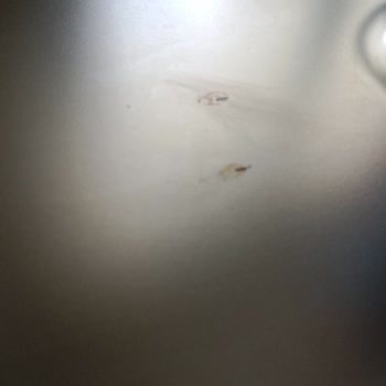 LG Bulaşık Makinesi Paslanma Sorunu