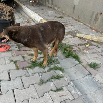 EyüpSultan Belediyesi Eyüpsultan Veteriner Kliniği İlgilenmiyor!