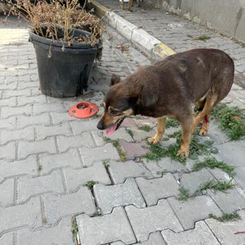 EyüpSultan Belediyesi Eyüpsultan Veteriner Kliniği İlgilenmiyor!