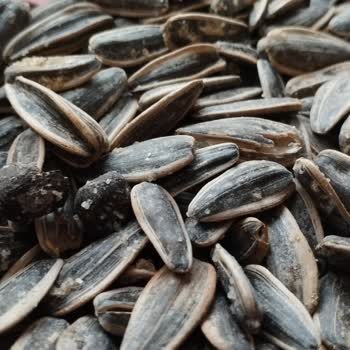 Gold Harvest Kuruyemiş Gold Altın Hasat