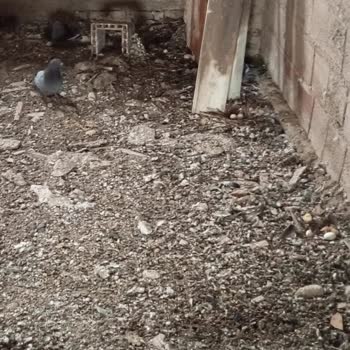 Osmangazi Belediyesi Büyükşehir Zabıta Amirliğine