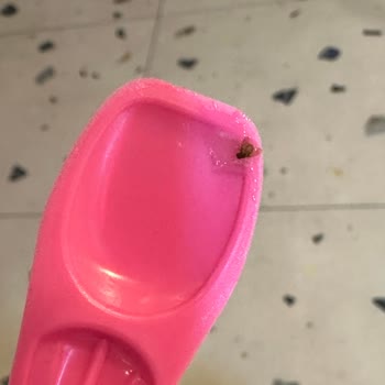 Dondurma Dükkanı Dondurma Da Sinek