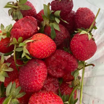 Mopaş Kurtköy Online Çöpe Atılacak Ürünler Yolluyor